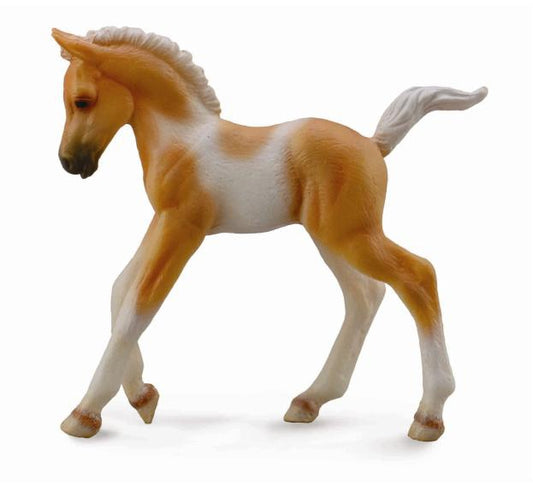 PINTO FOAL WALKING PALOMINO