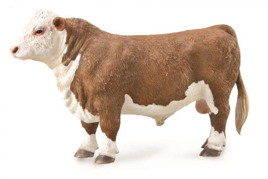 HEREFORD BULL POLLED (L)