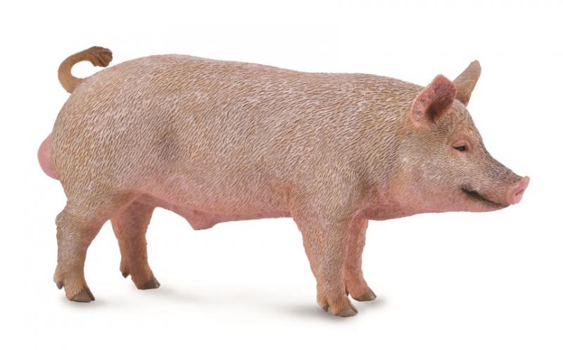 Pig Boar